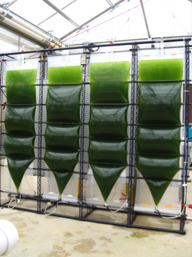 Algal growth in a photobioreactor