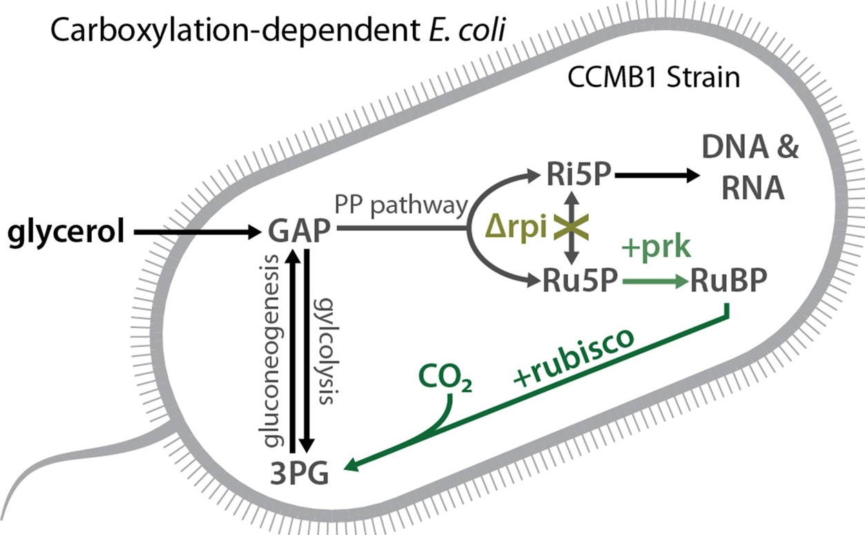 Rubisco carboxylation dependent E. coli strain