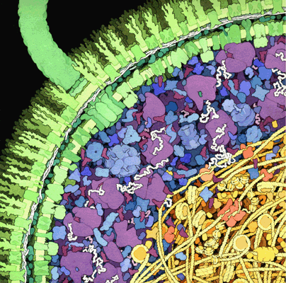 Illustration of the E. coli cytosol by David Goodsell