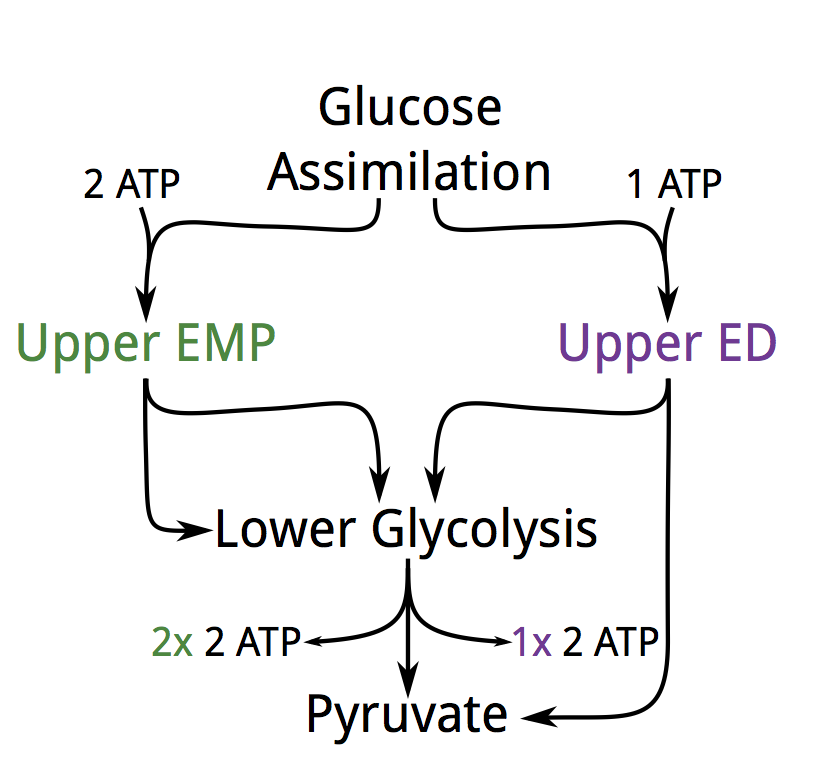 EMP and ED pathways schematic