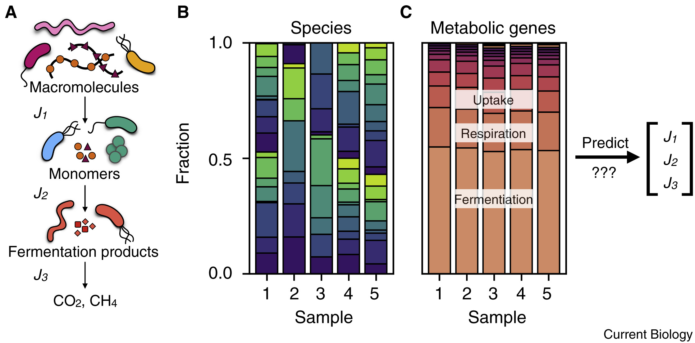Predicting metabolic rates of microbial communities