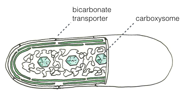 Illustration of a cyanobacterium